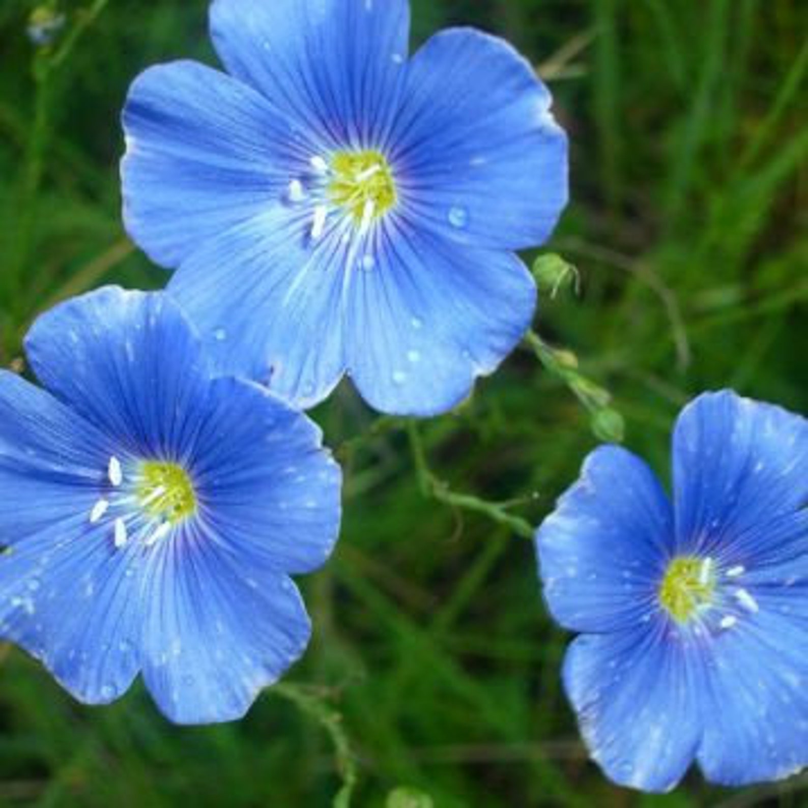 Blue Flax Flowers Seeds perennial Tall linum Etsy