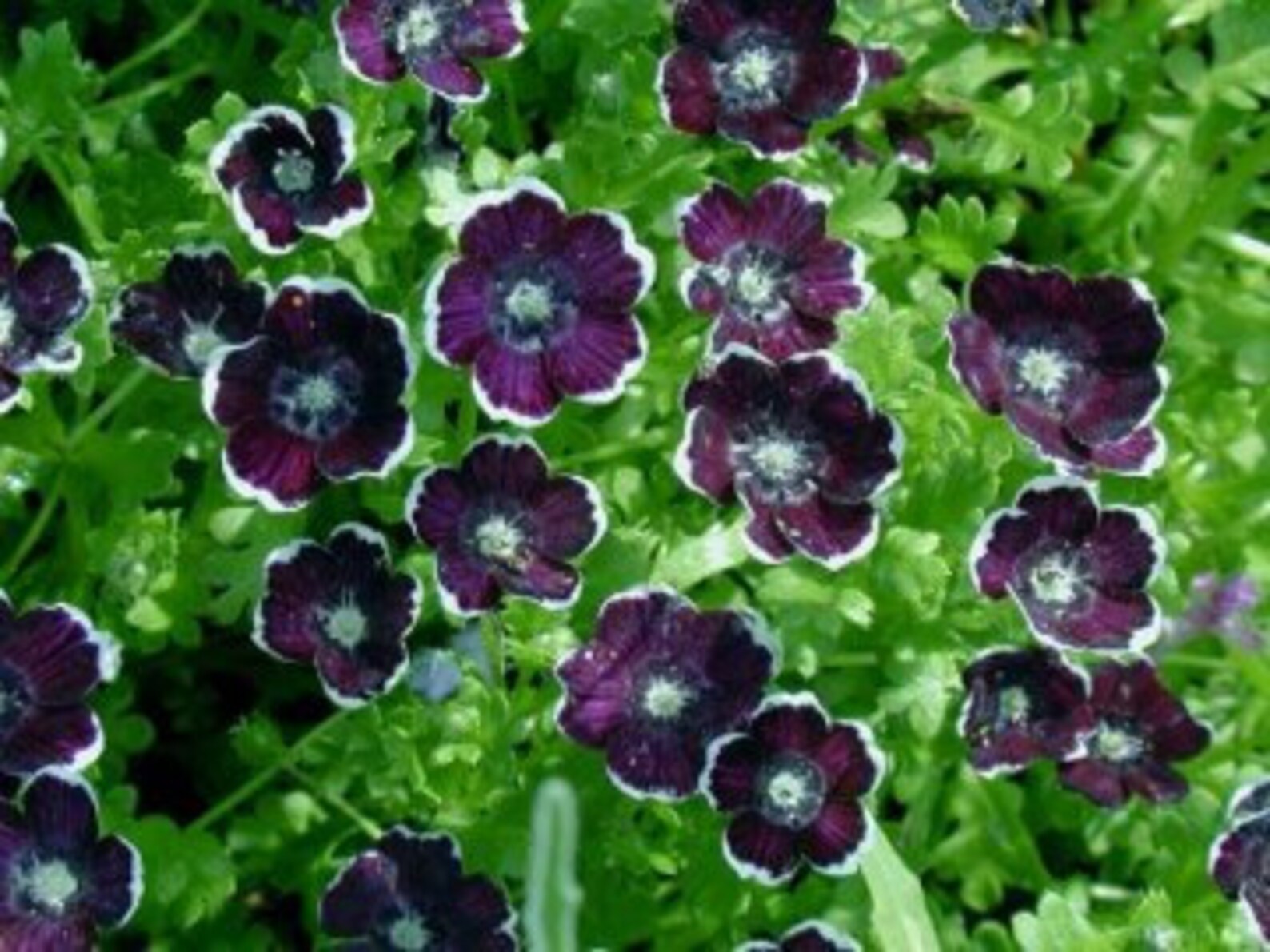 Nemophila Flowers Seeds penny Black 03g Natural Etsy