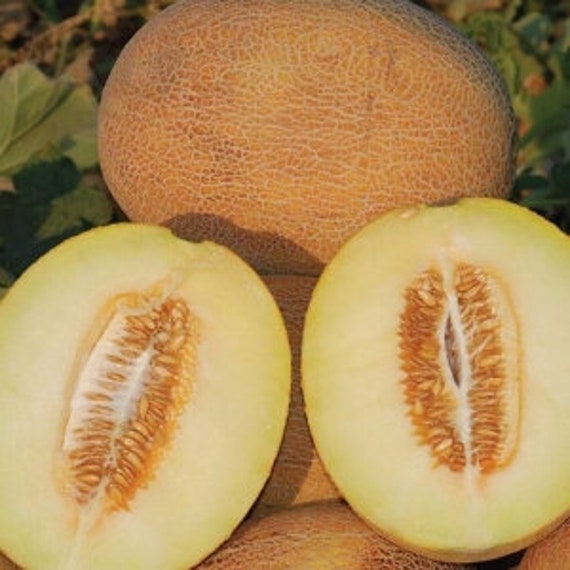 Melon Caramel 10 Seeds  Ukrainian seeds Дыня Карамель Farmer's dream