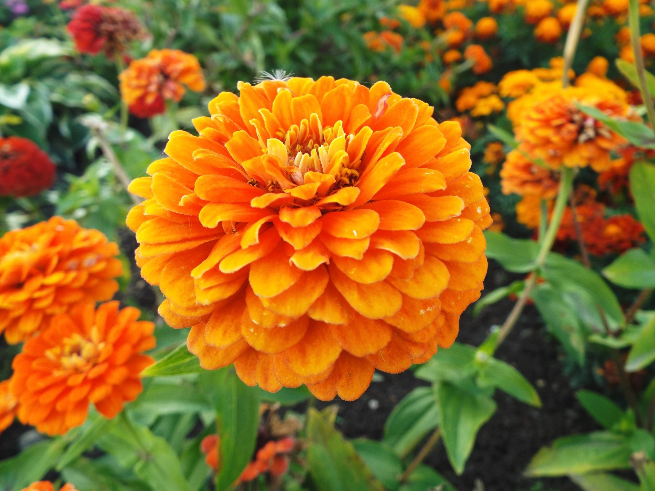 Zinnia Bloemen Zaden Orange King Zinnia Elegans Etsy Nederland