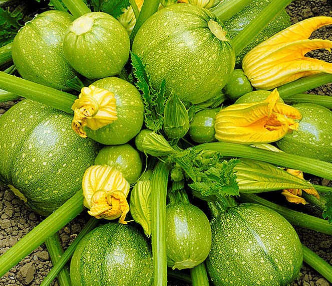 Semillas de calabaza Boatswain Zucchini 2g Sueño Etsy