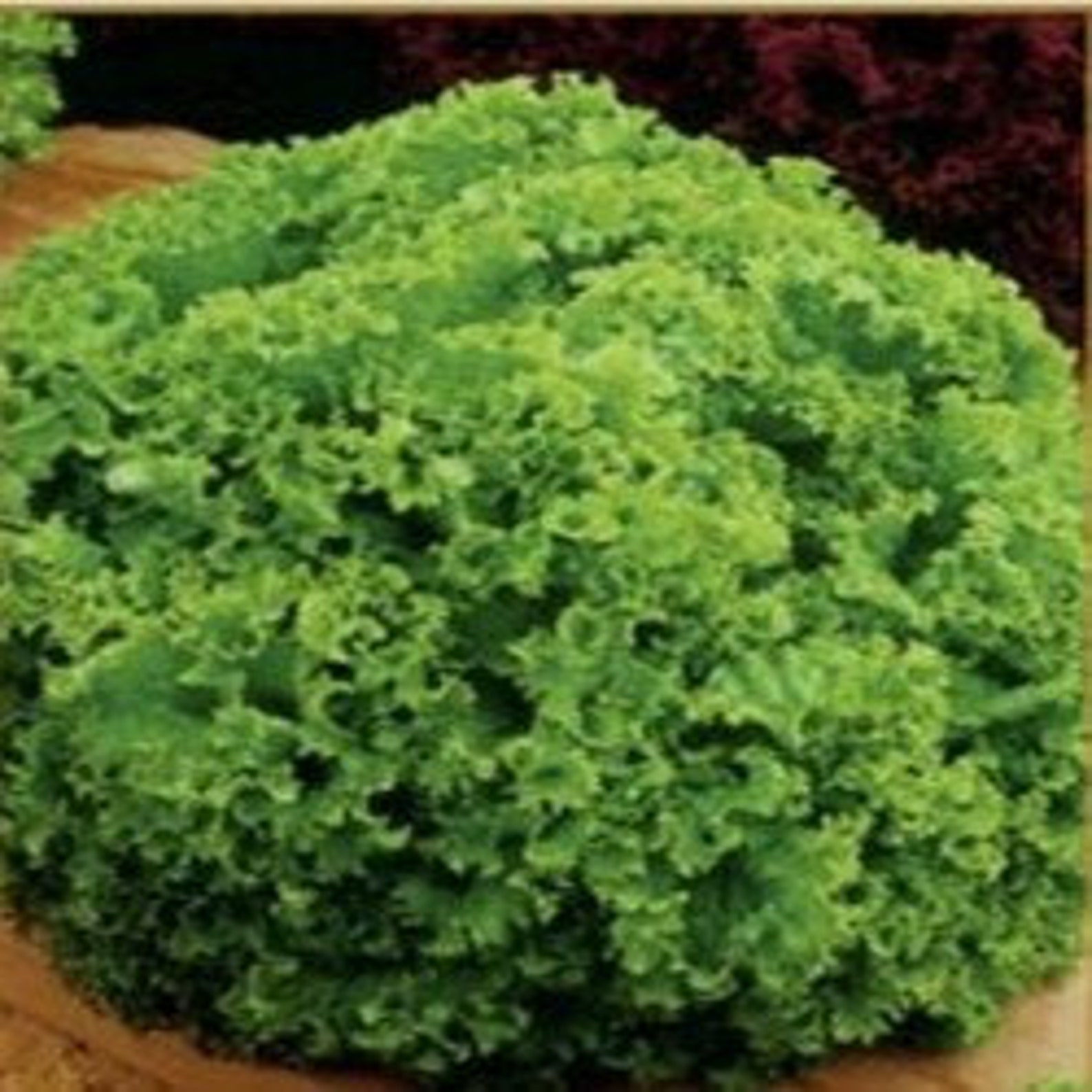 Salad Seeds green Coral 1g Natural Farmer's Etsy UK