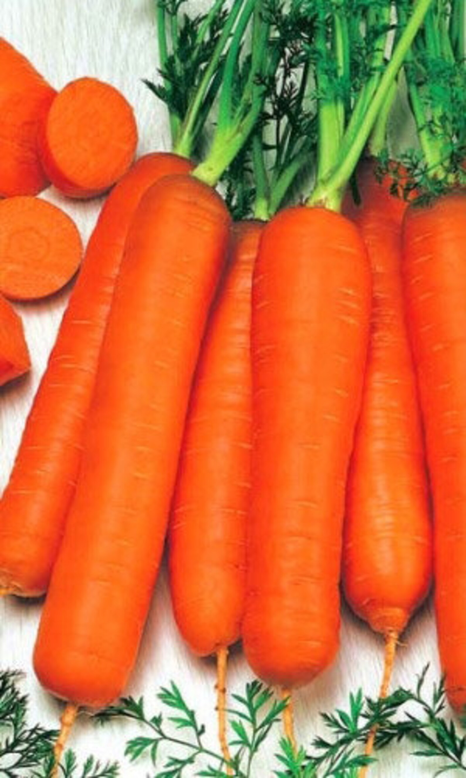 Carrot Seeds Long Red 2g Natural Farmer's Etsy