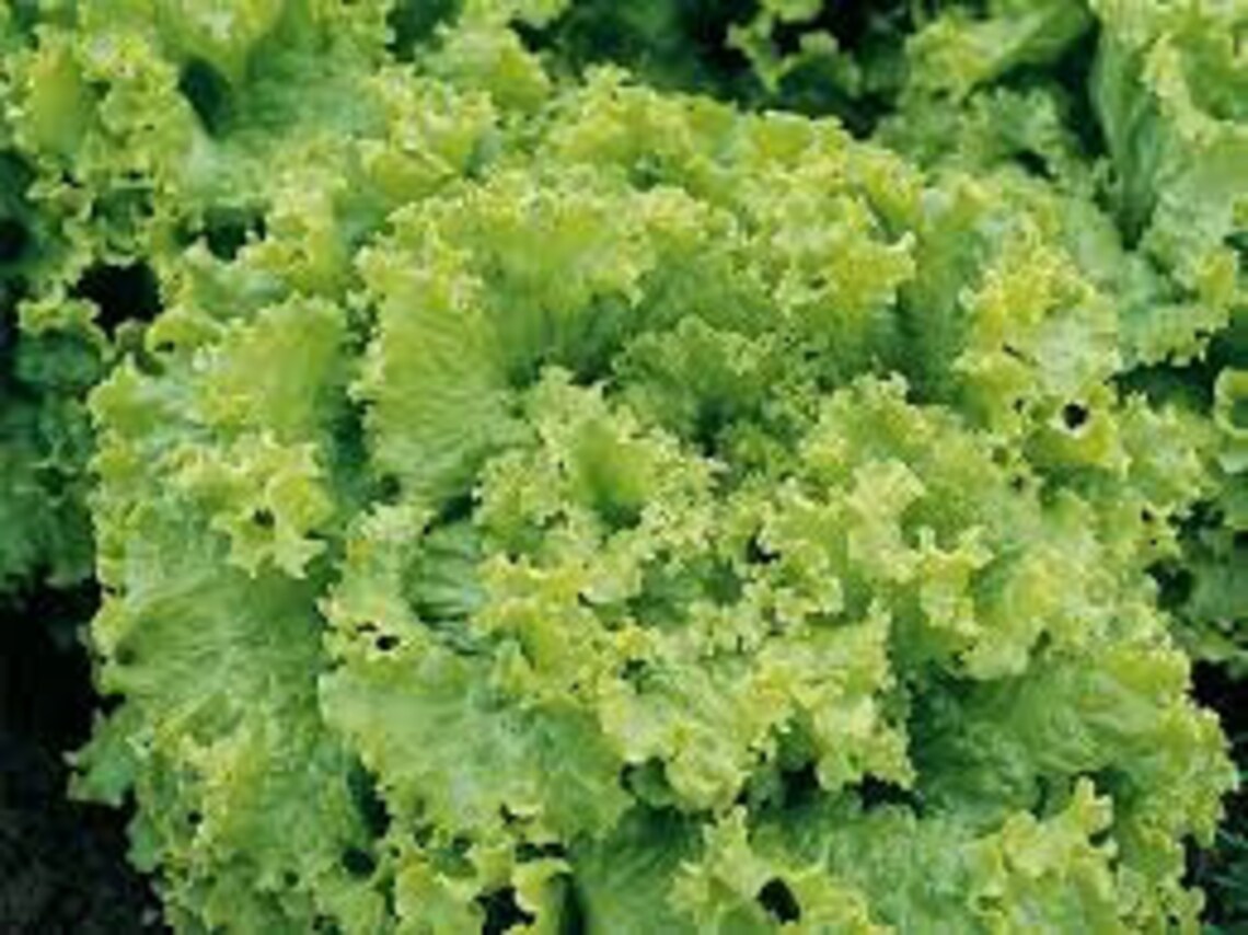 Salad Seeds grand Rapids 1g Natural Farmer's Etsy UK
