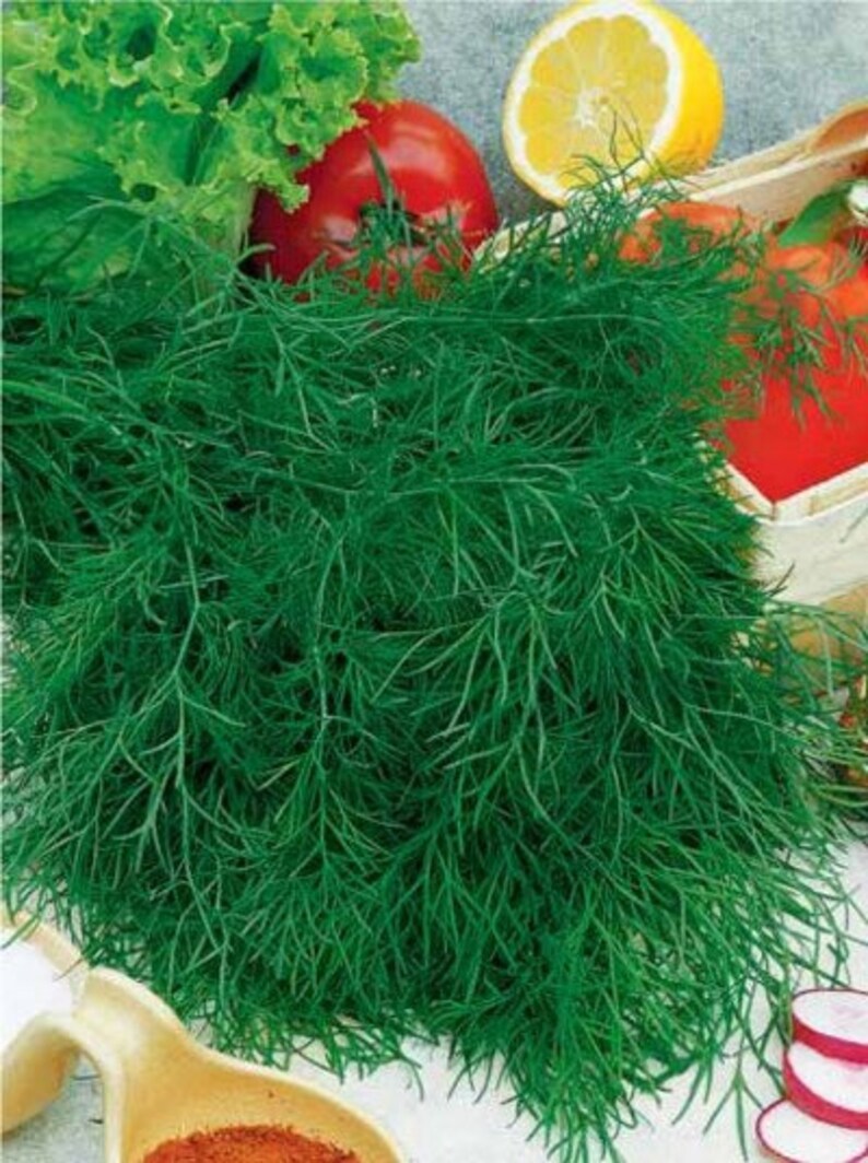 Укроп трава. Виды укропа. Фенхель огородный. Укроп атаман. Виды укропа.