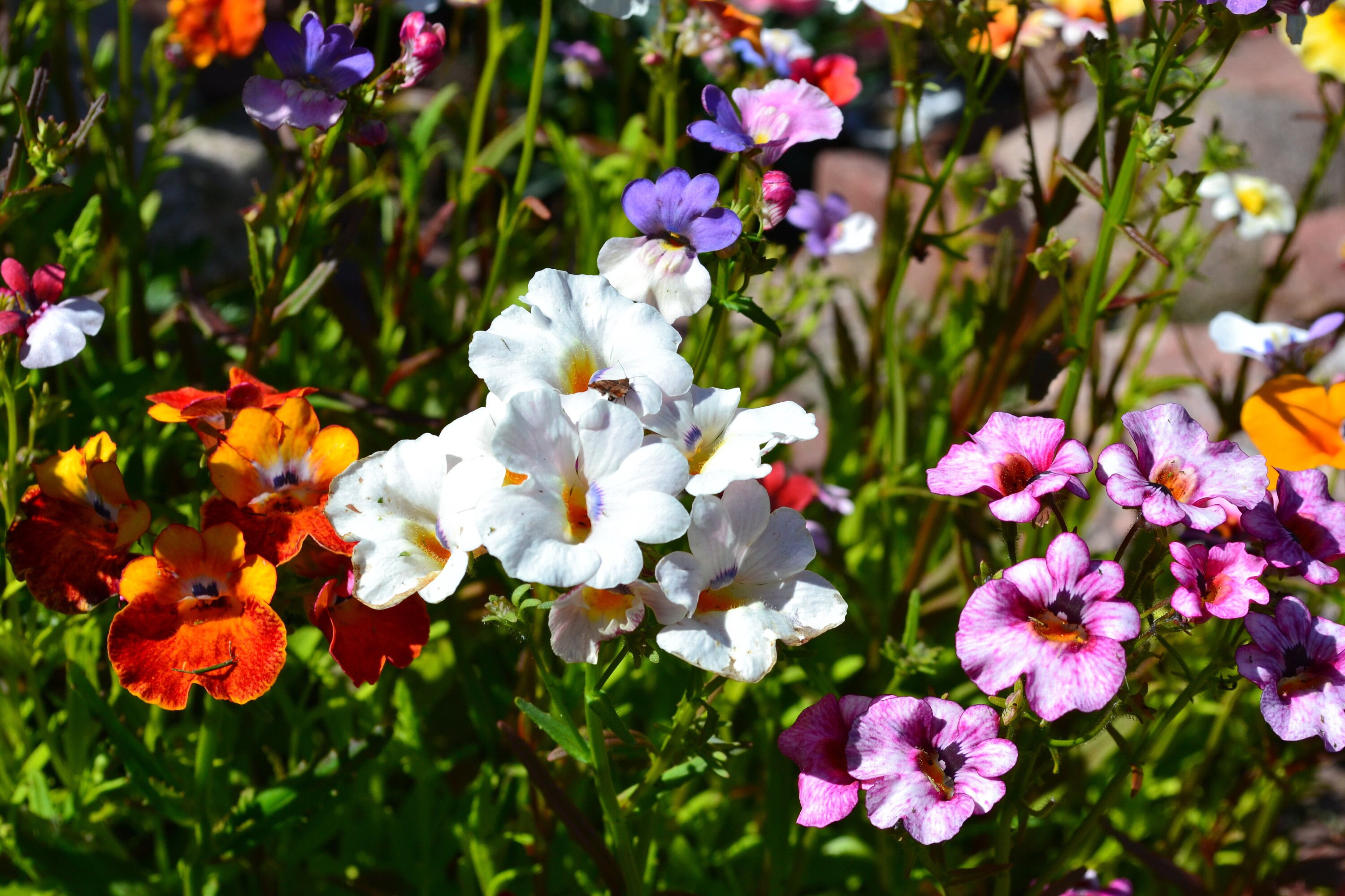 Nemesia Flowers Seeds karnaval Mix nemesia Strumosa 0,05g Natural Farmer's Dream Немезия