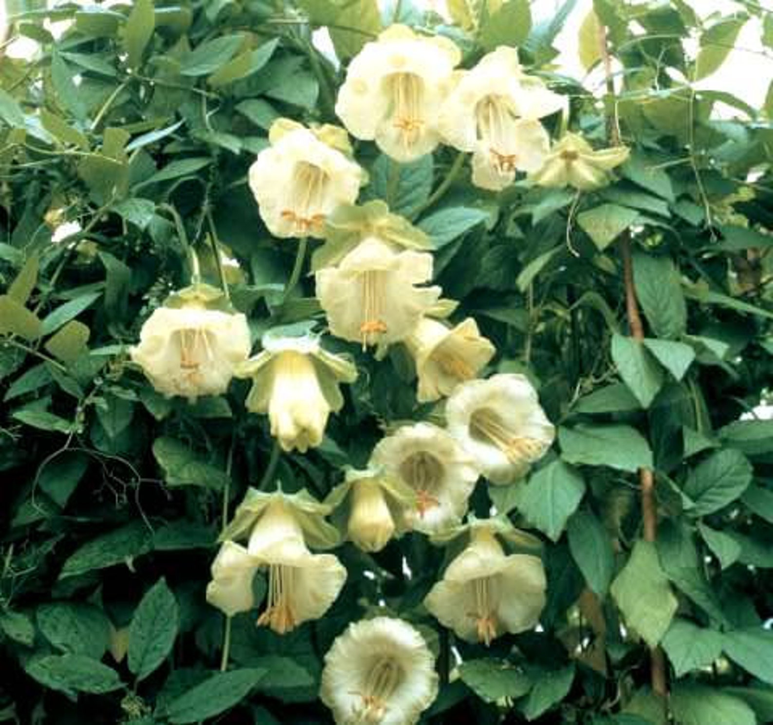 Kobea Flower Seeds white cobaea Scandens 04g | Etsy