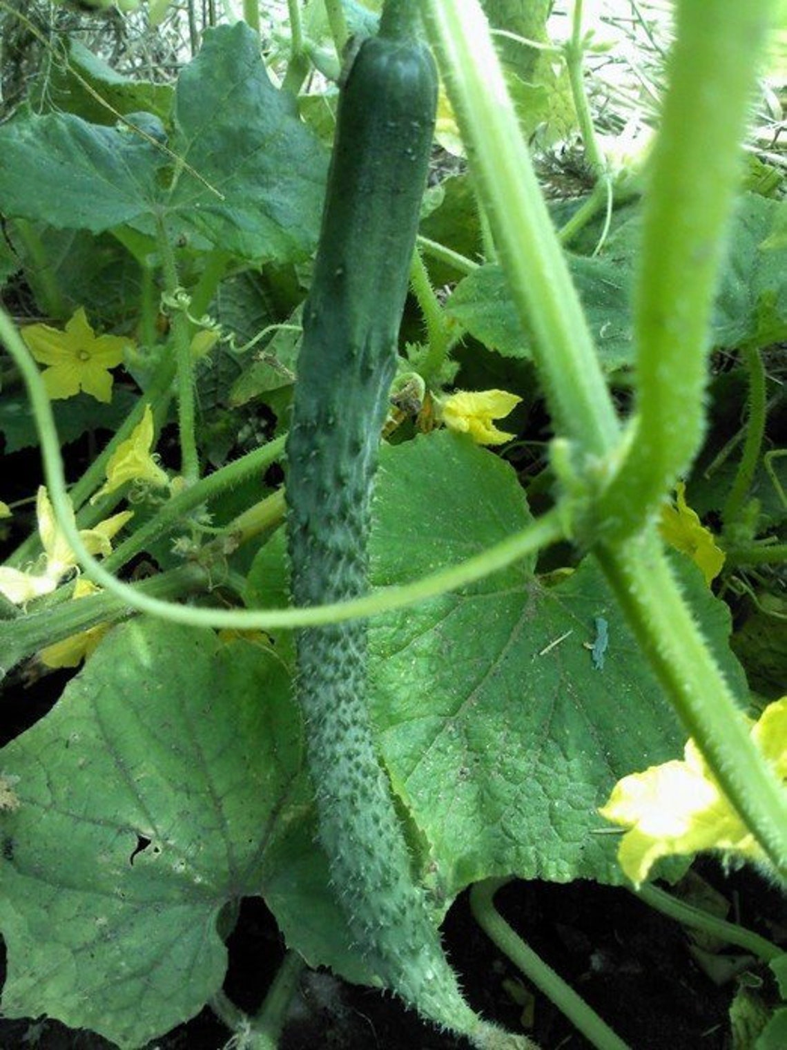 Cucumber Seeds Chinese Miracle 05g Natural | Etsy