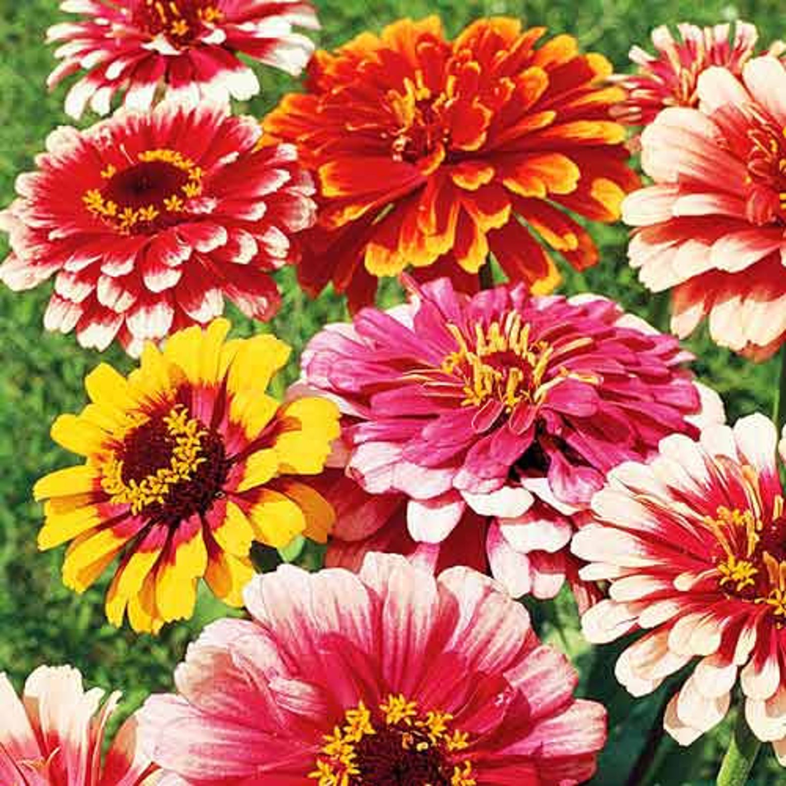 Zinnia Flowers Seeds Carousel Mix Zinnia elegans Etsy