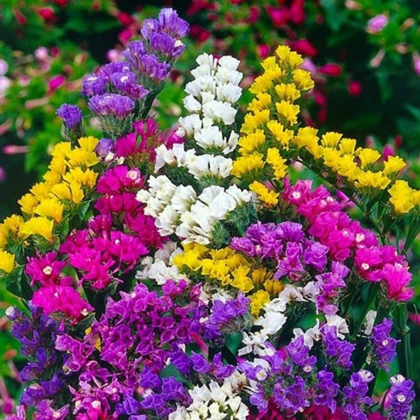 Sea Lavender Flowers Seeds "Statice Mix" (Limonium Sinuatum) 0,2g Natural Farmer's Dream Статица Cмесь