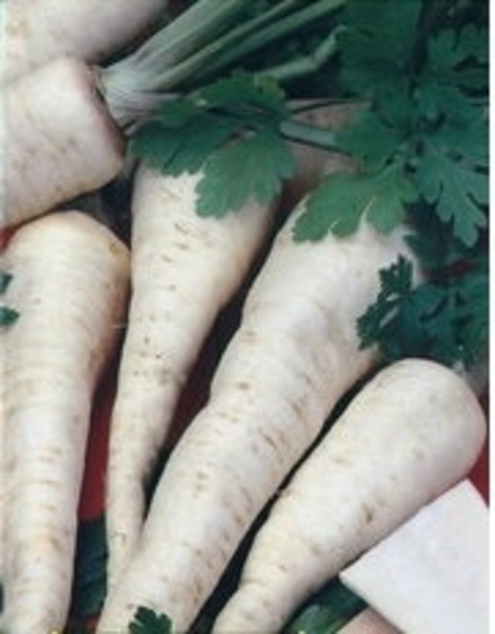 Root Parsley Seeds berlin 2g Natural Farmer's Etsy