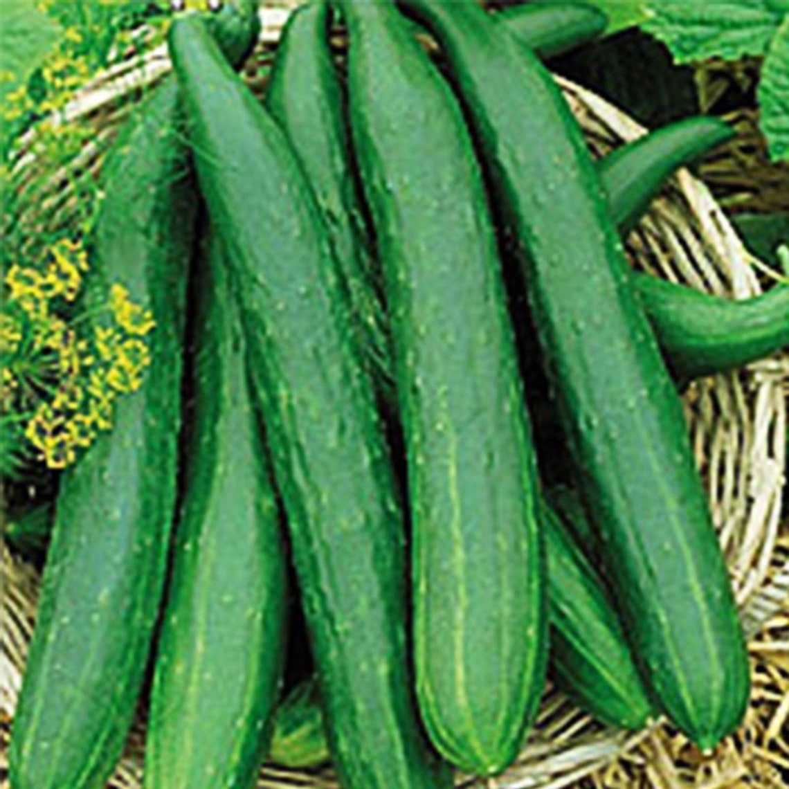 Cucumber Seeds Chinese Miracle 05g Natural Etsy UK