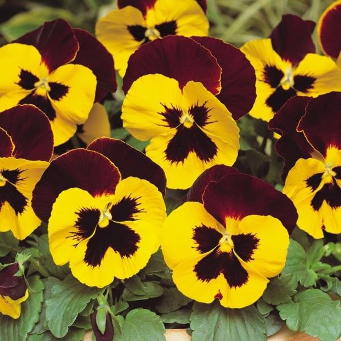 Viola Bicolor Flowers Seeds viola X Wittrockiana Etsy