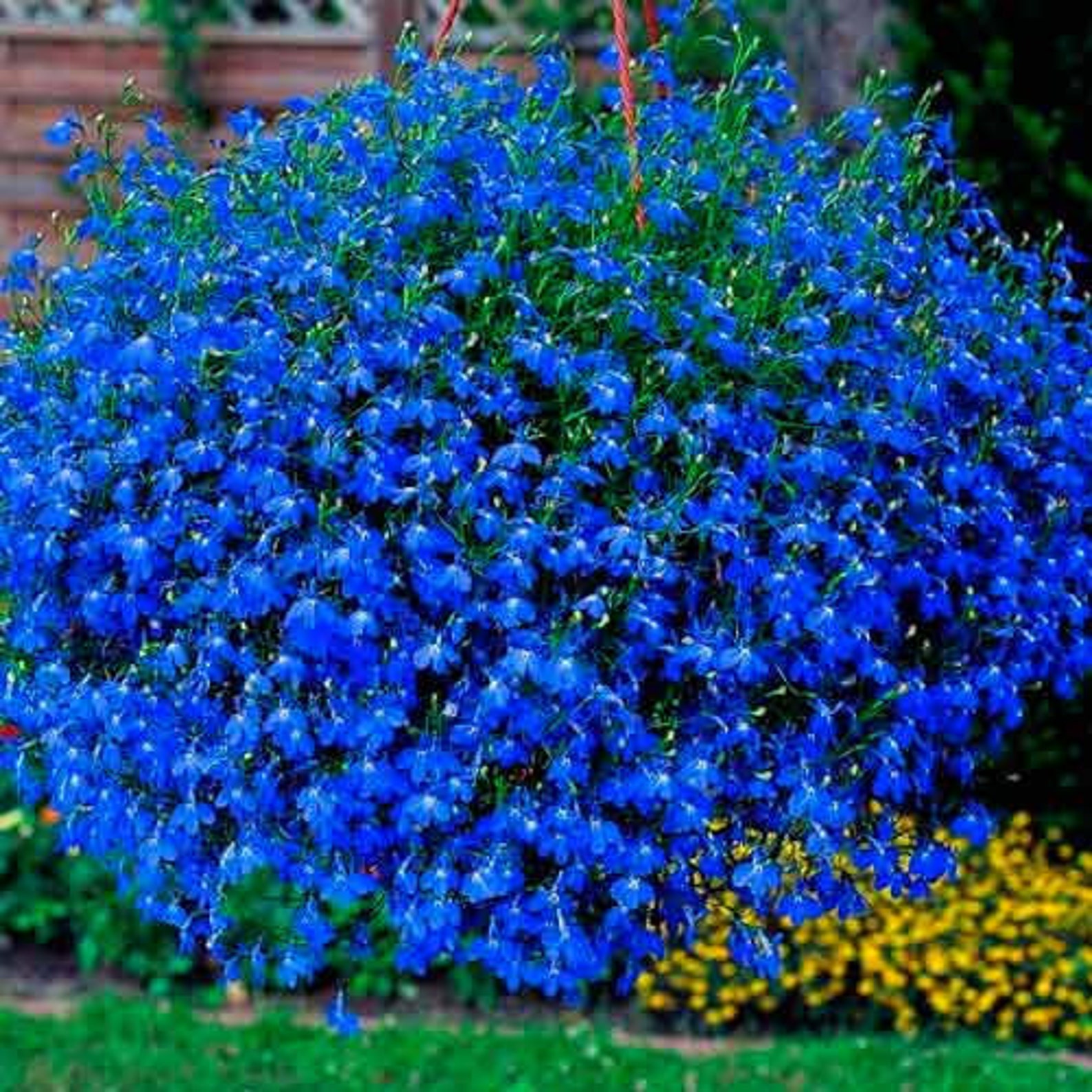 Lobelia Flowers Seeds blue Cascade lobelia Etsy UK