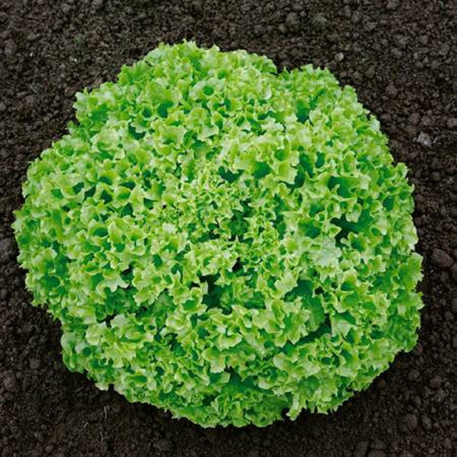 Salad Seeds green Coral 1g Natural Farmer's Etsy UK