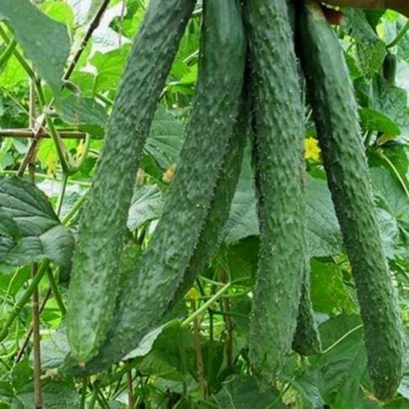 Cucumber Seeds Chinese Miracle 05g Natural Etsy