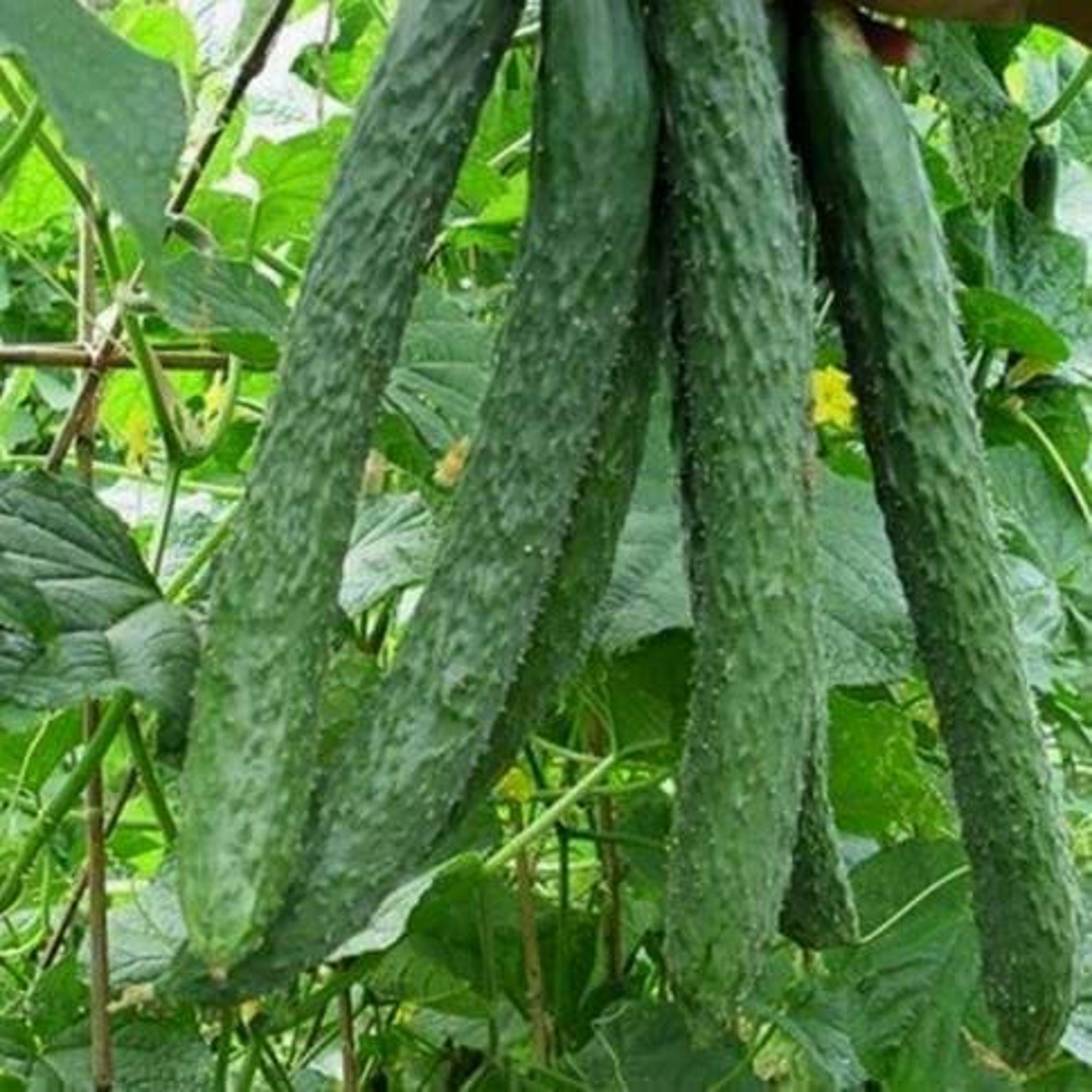 Cucumber Seeds Chinese Miracle 05g Natural | Etsy