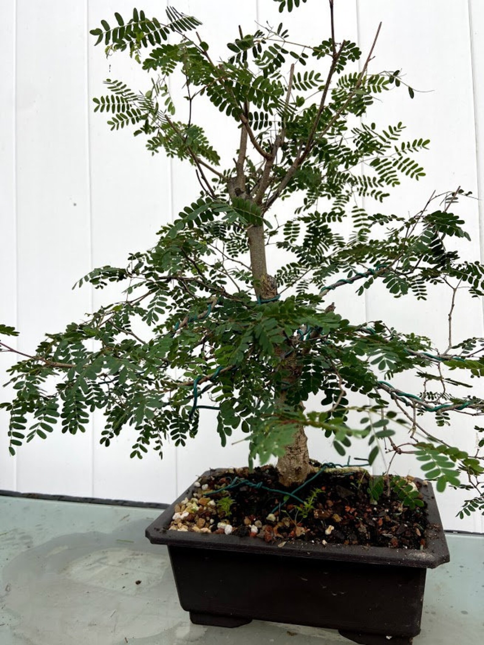 Mahogany Bonsai Tree Repotting Kit Etsy