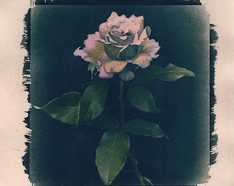 Always Pink Rose