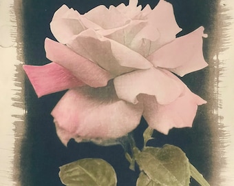 Forever Rose