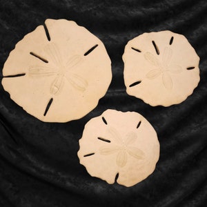 Vintage Sand Dollars- For Crafts or Display!