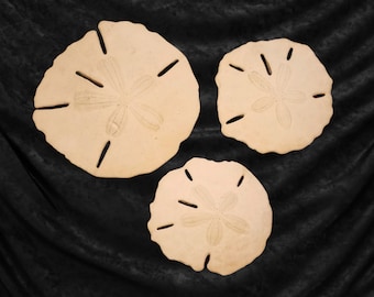 Vintage Sand Dollars- For Crafts or Display!