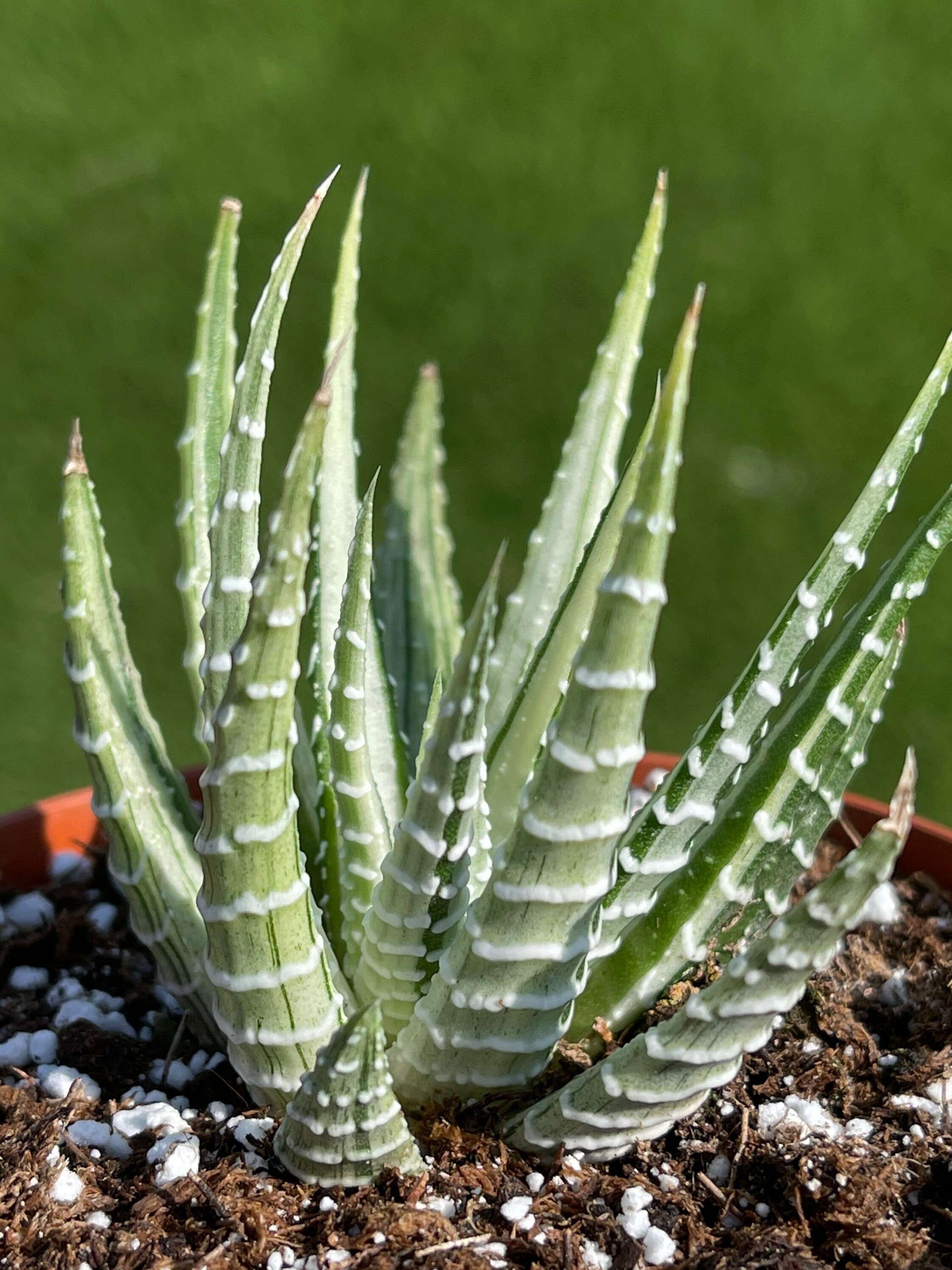 Variegated Haworthia Zebra Etsy
