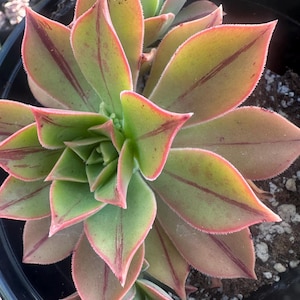 Aeonium leucoblepharum shown in 6" pot, ships bare root