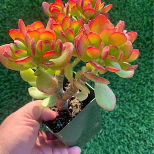 Crassula Jade