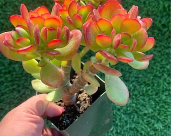Crassula Jade