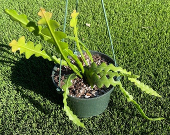 Ric Rac Cactus shown in 6” pot