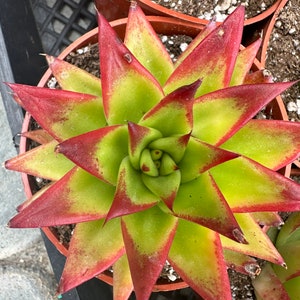 Echeveria Agavoide Lipstick