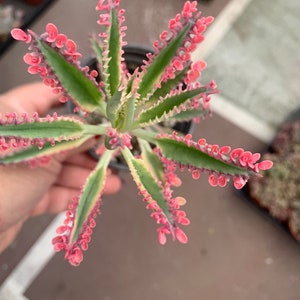 Kolanchoe Pink Butterflies