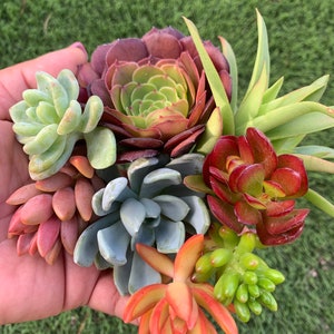 30+ Colorful succulent cuttings