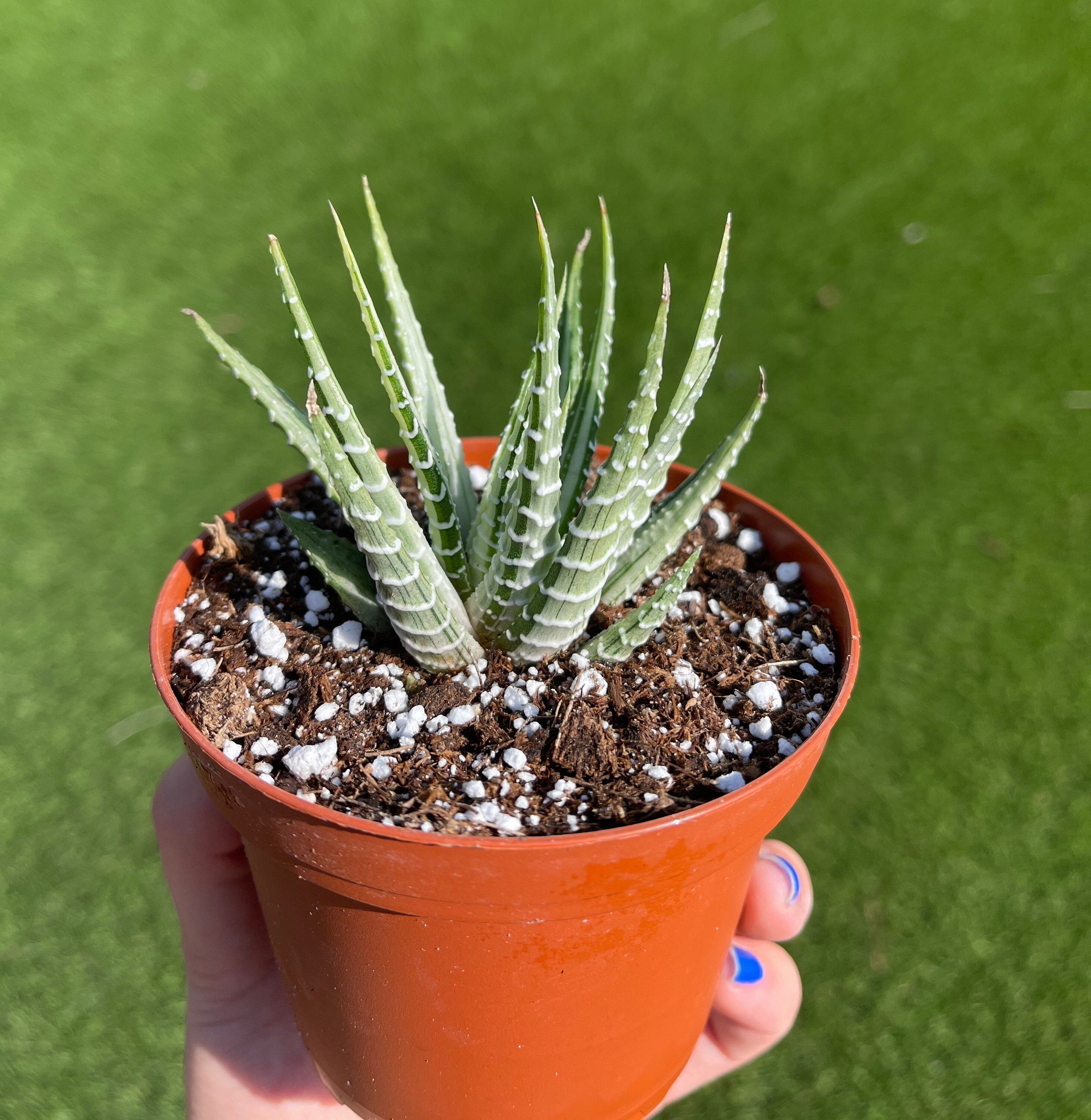 Variegated Haworthia Zebra Etsy