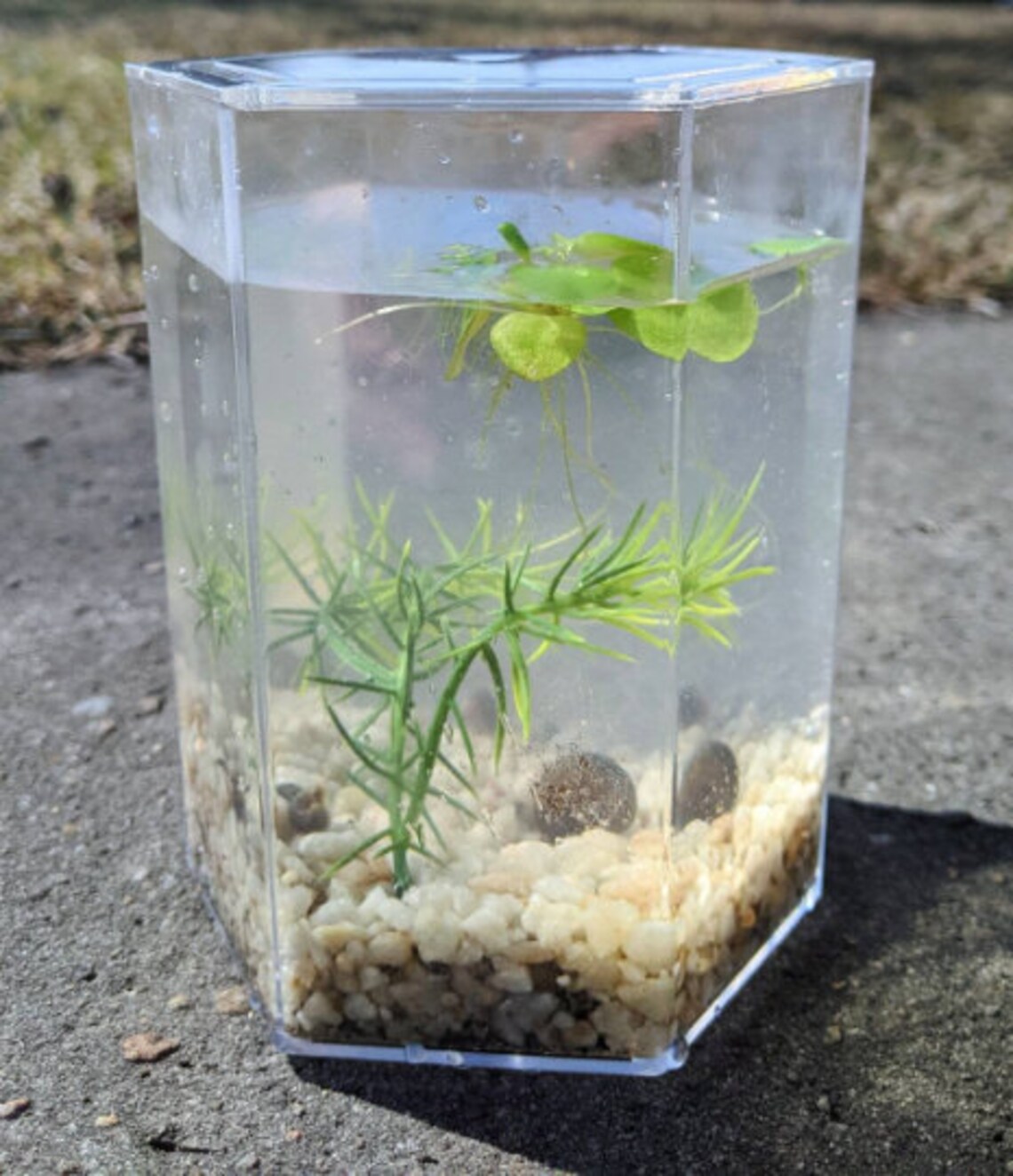 Decorative Aquatic Snail Habitat Etsy