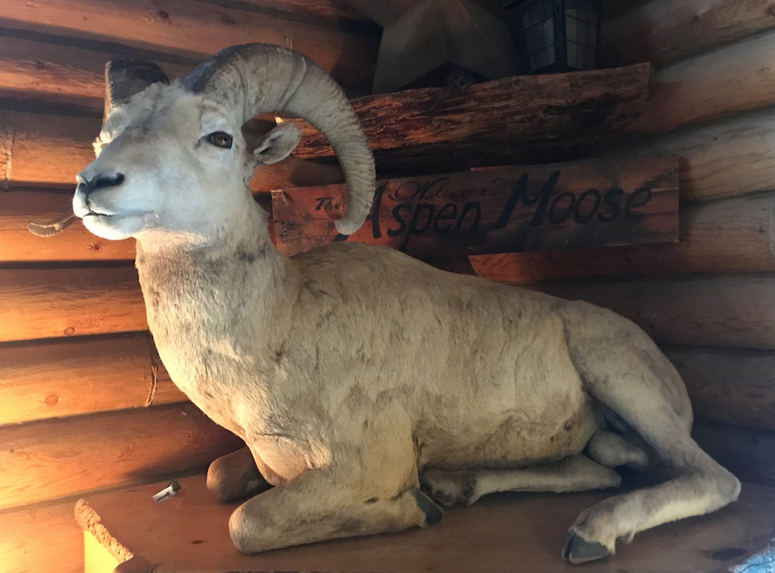 Utah Desert Bighorn Sheep Taxidermy full mount Etsy