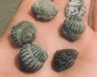 Cabinet Specimen Display Fossils Home /& Living Trilobite Home Decor Rare Fossils Fossils Home Decor Trilobite Trilobite Fossil