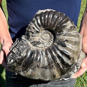 RARE Mexico Fossil Ammonite Romaniceras mexicanum MUSEUM QUALITY Cretaceous Age