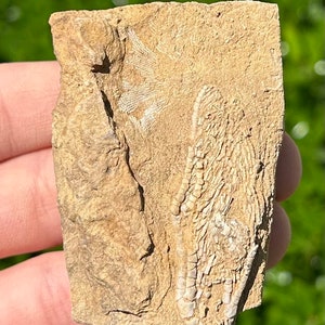 Alabama Fossil Crinoid in Matrix Aphelecrinus Mississippian Age Bangor Limestone Formation