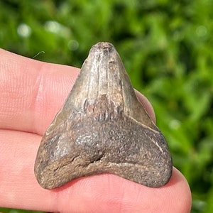 NICE Fossil Megalodon Sharks Tooth Miocene Age South Carolina Shark Teeth