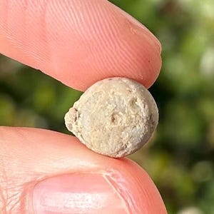 Cribanocrinus urceolatus Crinoid Fossil New Mexico Lake Valley Formation Rare