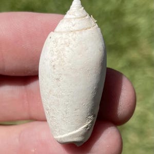Venezuela Fossil Gastropod Oliva sp. Miocene Rare Shell