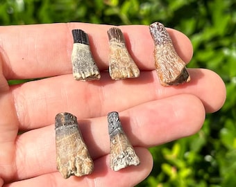 Texas Fossil Saw Fish Teeth LOT OF 5 Ischyrhiza Cretaceous Age Ozan Formation Fossils Collection