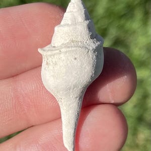 France Fossil Gastropod Clavilithes sp. Eocene Age Shell