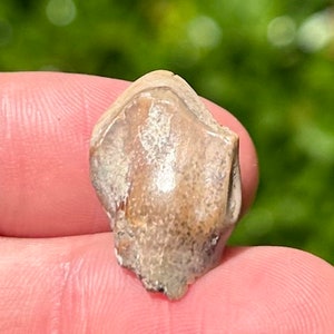 Rare Jurassic Sauropod Dinosaur Tooth Fossil Madagascar Isalo IIIb Formation