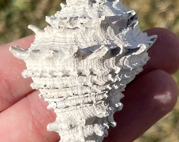 Florida Fossil Gastropod Hystrivasum Pliocene Age Shell - Etsy