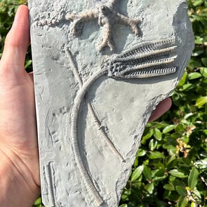 SUPERB Fossil Crinoid Plate Decadocrinus Onychocrinus Indiana Edwardsville Fm