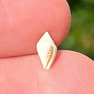 France Fossil Gastropod Conomitra graniformis Eocene Age Volutomitridae Shell