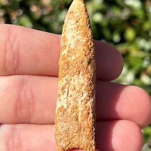 XL Rebbachisaurus Sauropod Dinosaur Tooth Fossil Kem Kem 2.28” Morocco Cretaceous